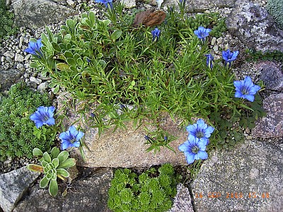 Chinesischer Herbstenzian, Chinesischer Schmuckenzian